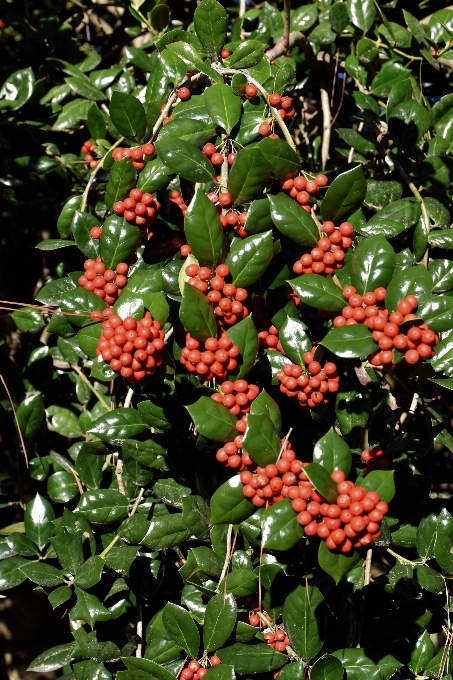 Tree plant fruit berry