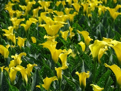 Foto Naturaleza florecer planta campo