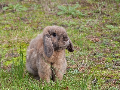 Nature grass cute looking Photo