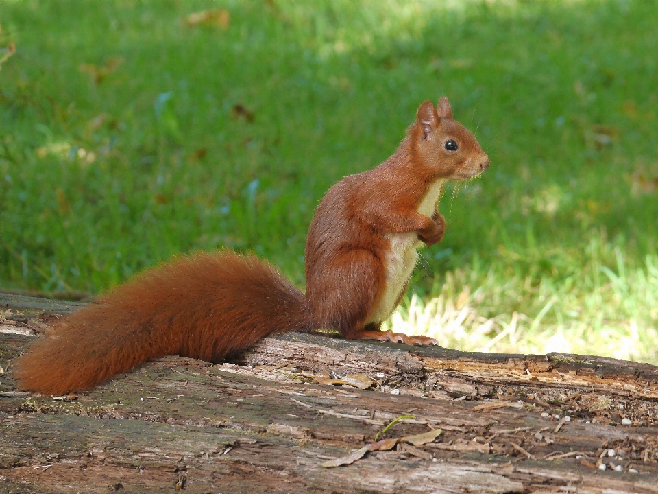 Nature faune mammifère écureuil