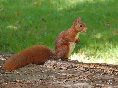 Nature wildlife mammal squirrel Photo