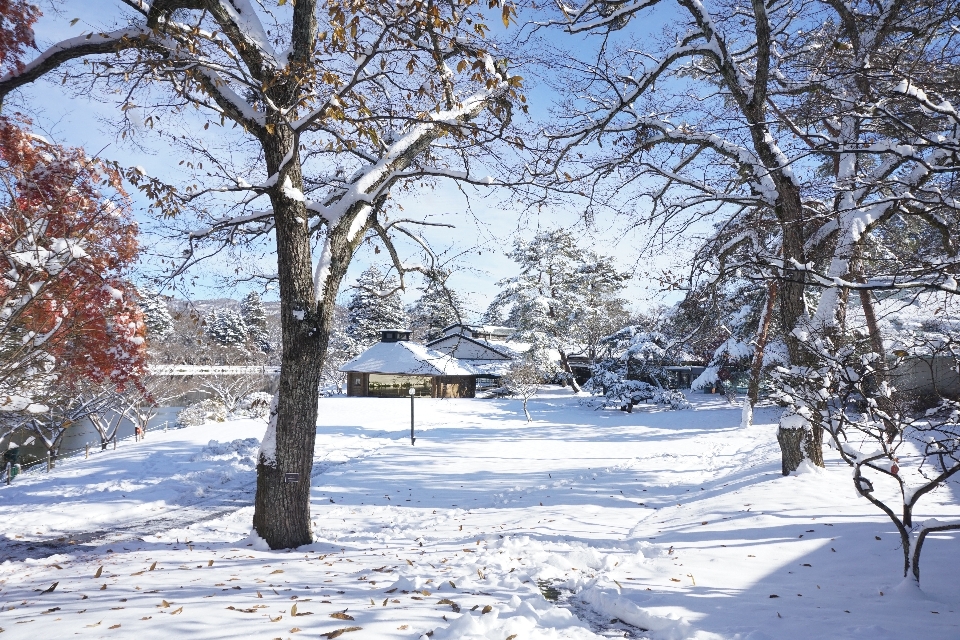 árvore filial neve inverno