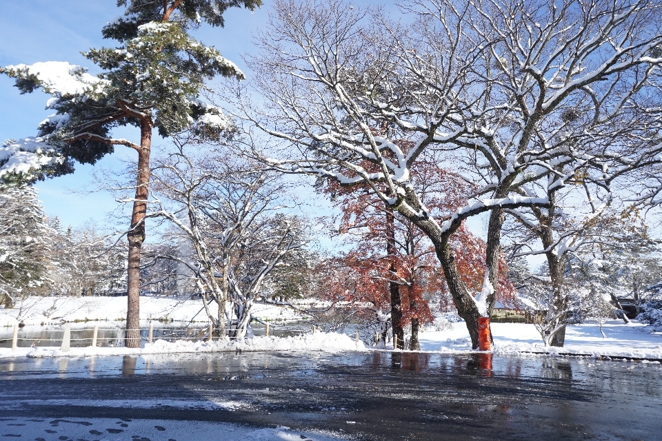 木 ブランチ 雪 冬