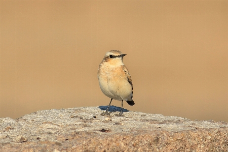 Photo Nature oiseau mignon faune