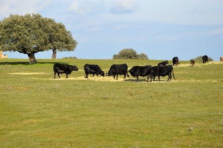 Landscape grass field farm Photo