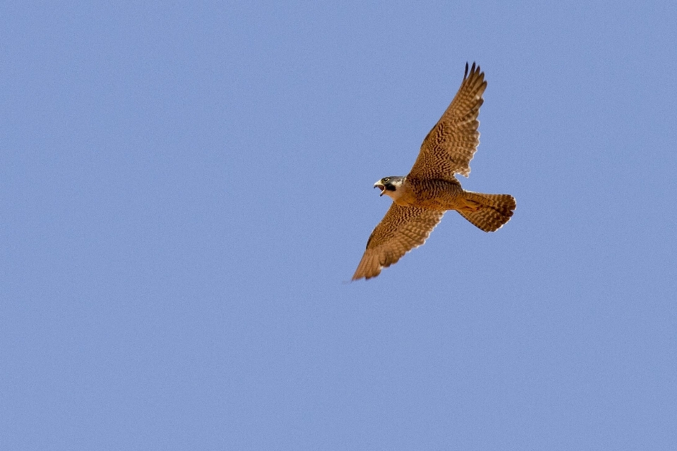 Nature oiseau aile ciel