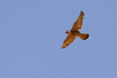 Nature bird wing sky Photo