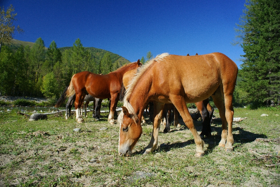 Wald gras wiese
 sommer