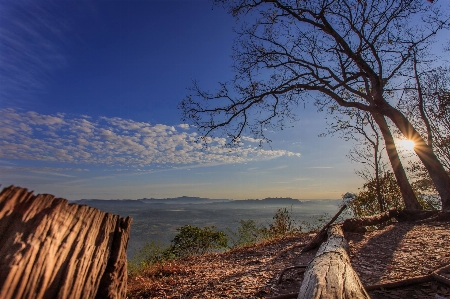 風景 木 自然 rock 写真