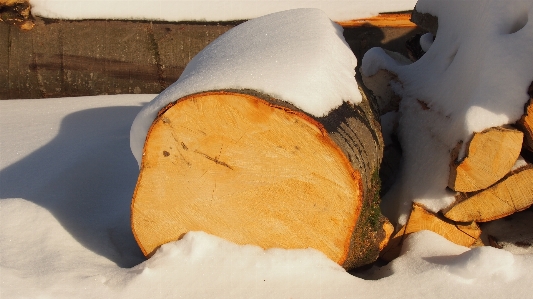 Snow winter wood leaf Photo