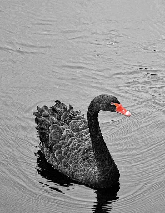 Wasser natur draussen vogel