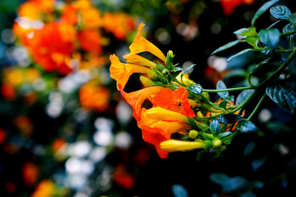 Natura ramo fiore pianta