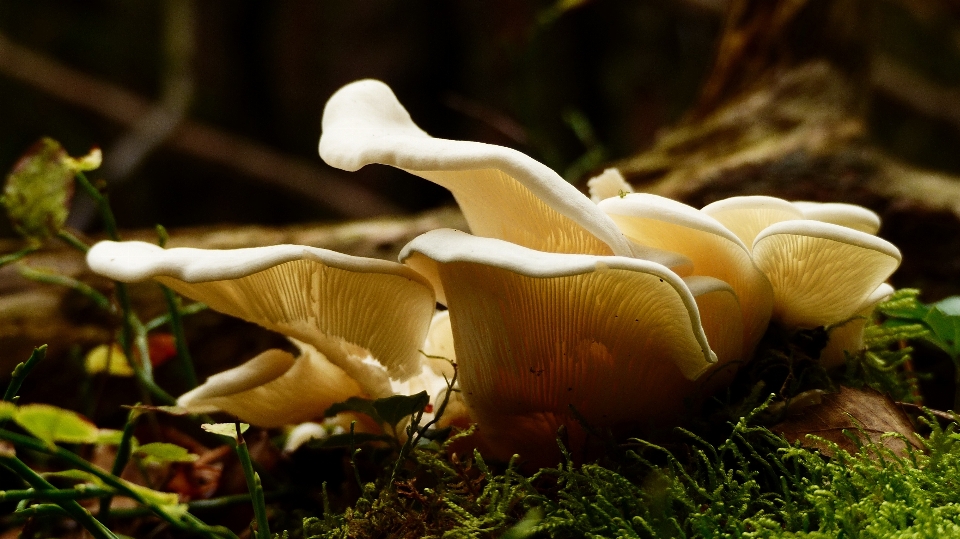 Nature forêt usine feuille