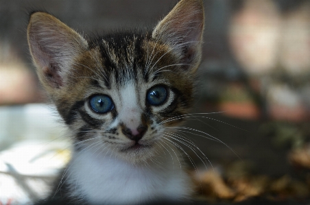 可爱的 小猫 猫 哺乳动物 照片