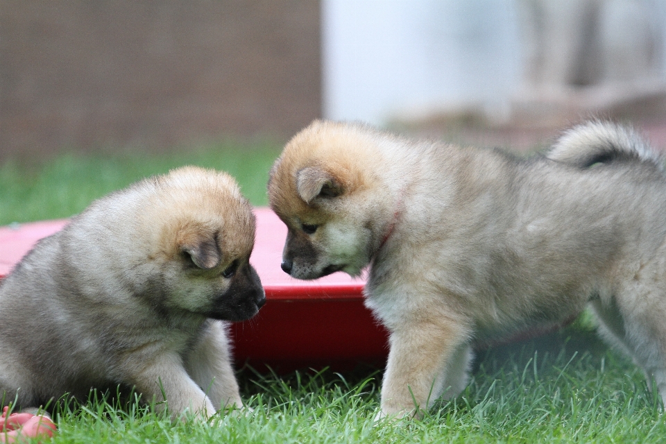 Chiot chien animal de compagnie jeune