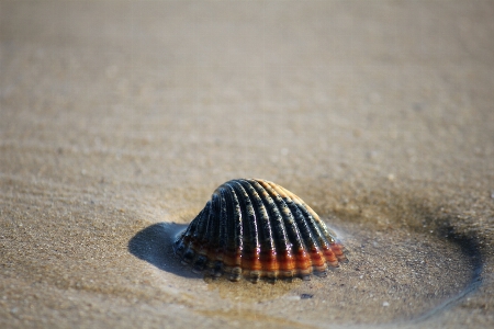 Beach sea sand summer Photo