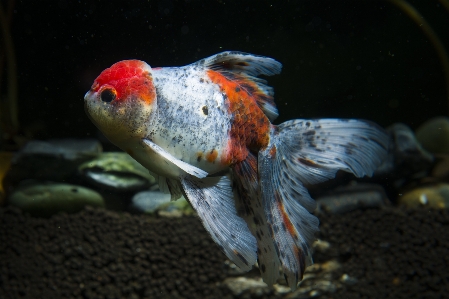 生物学 魚 fauna ペット 写真