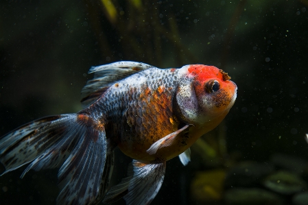 Foto Animais selvagens embaixo da agua biologia peixe