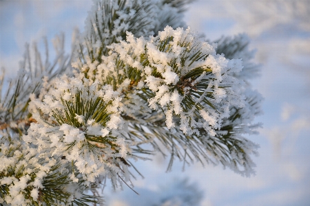 Tree nature forest branch Photo