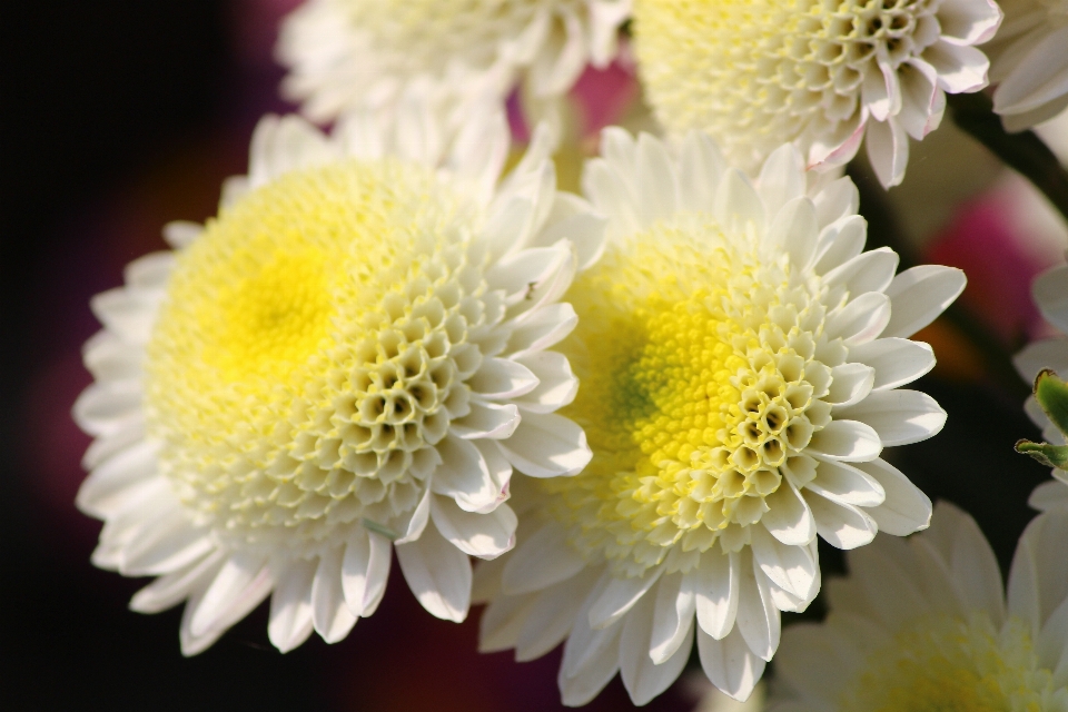 Anlage blume blütenblatt gänseblümchen