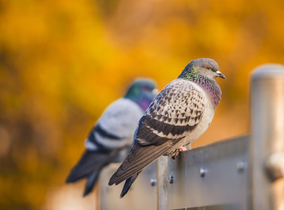 Naturaleza pájaro ala animal