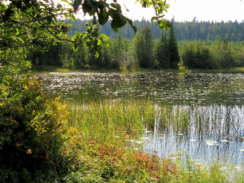 дерево вода природа лес