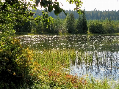 Tree water nature forest Photo