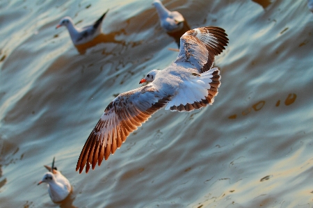 Coast water nature bird Photo