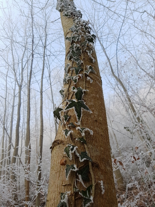 Arbre nature bifurquer neige