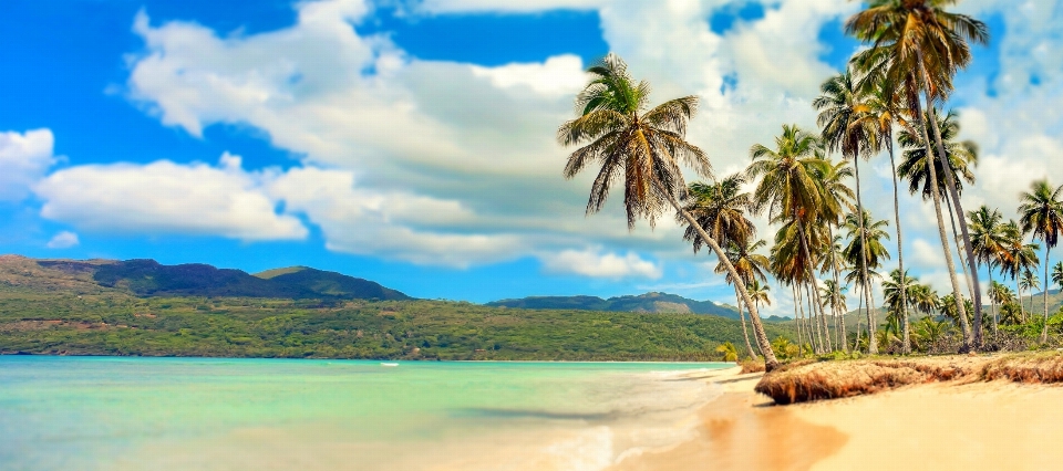 Beach sea coast tree