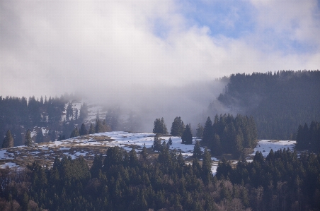 Landscape tree nature forest Photo