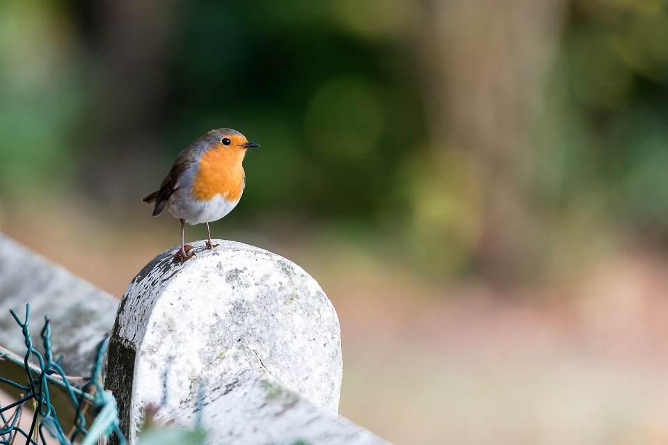 Naturaleza rama pájaro mirando