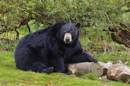 Nature bear wildlife zoo Photo