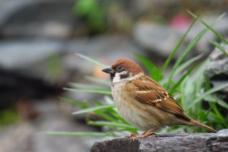 Nature branch coffee bird Photo