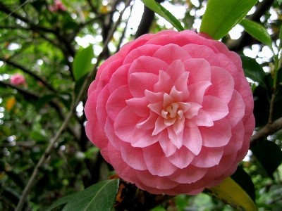 花 植物 花弁 フローラル 写真