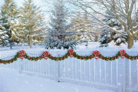 Tree branch snow winter Photo