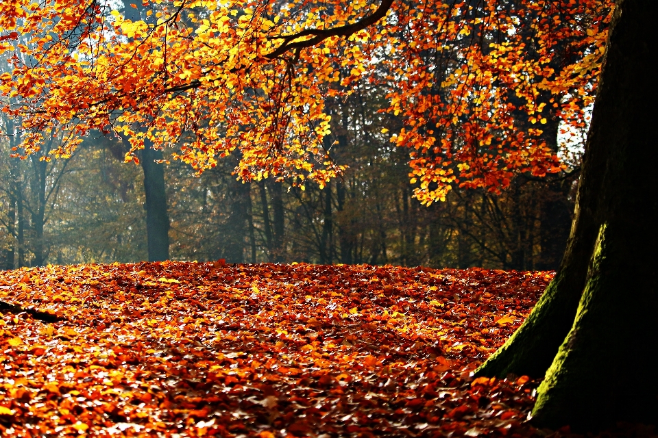 Albero natura foresta ramo