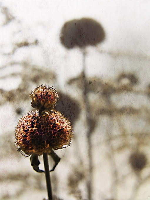 Nature herbe usine prairie
