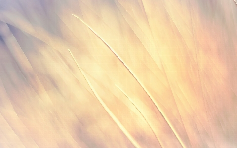 Grass wing light cloud Photo