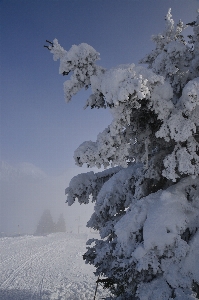 Landscape tree nature mountain Photo