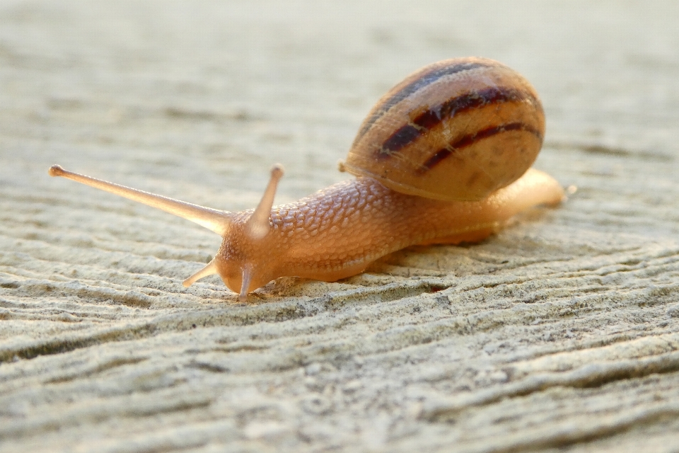 Menutup fauna kerang invertebrata