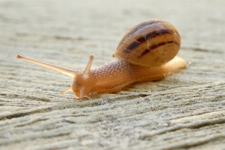 Foto Menutup fauna kerang invertebrata