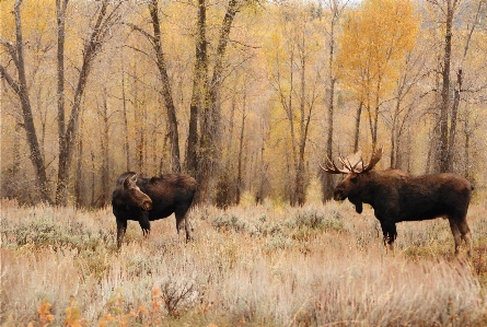 Nature grass wilderness prairie Photo