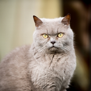 Foto Casa animale carino domestico