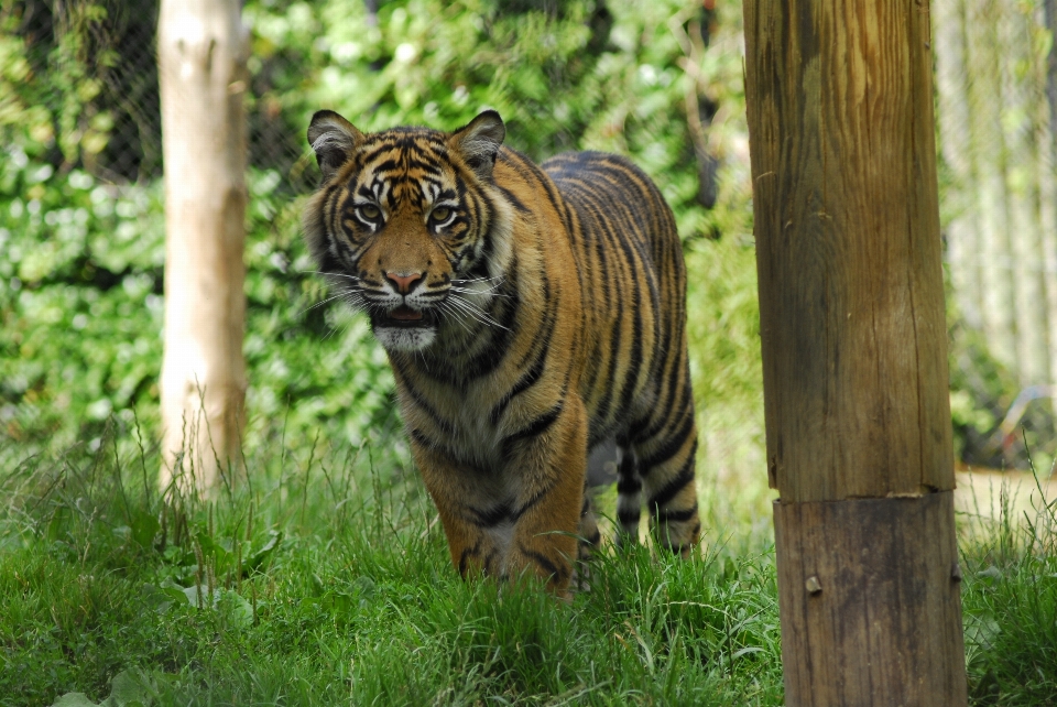 Nature animal faune zoo