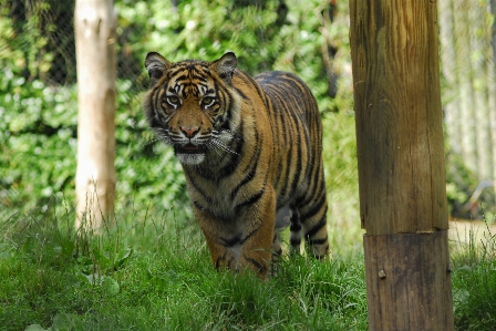 Nature animal wildlife zoo Photo