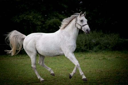 Pasture horse mammal stallion Photo