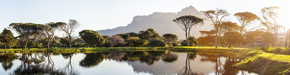 風景 木 水 自然