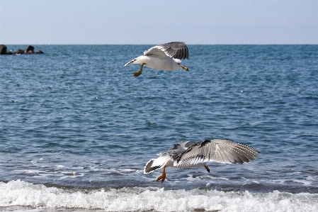 ビーチ 海 海岸 海洋 写真