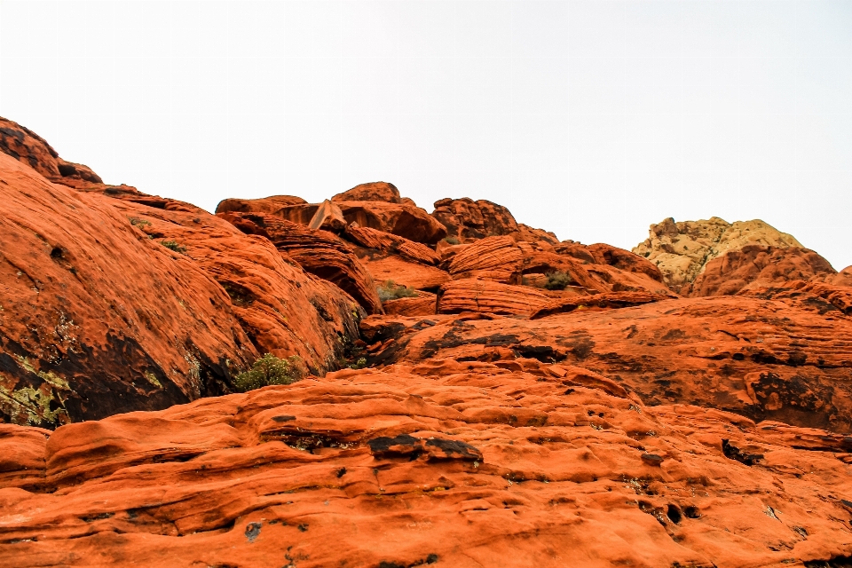 風景 木 自然 rock